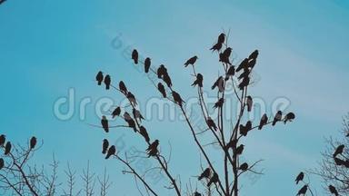 鸟雀的秋天叫蓝天从树上起飞。 一群乌鸦，黑鸟，干树。 生活方式鸟类